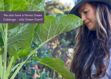 Load image into Gallery viewer, PERMA PURPLE CABBAGE - Purple Leaf Tree Collard