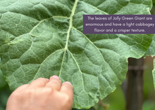 Load image into Gallery viewer, PERMA PURPLE CABBAGE - Purple Leaf Tree Collard