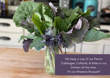 Load image into Gallery viewer, PERMA PURPLE CABBAGE - Purple Leaf Tree Collard