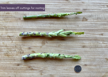 Load image into Gallery viewer, PERMA PURPLE CABBAGE - Purple Leaf Tree Collard