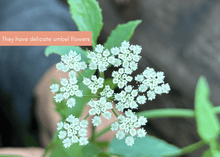 Load image into Gallery viewer, PERMA WHITE CARROTS - Skirret
