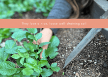 Load image into Gallery viewer, PERMA WHITE CARROTS - Skirret