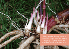 Load image into Gallery viewer, PERMA WHITE CARROTS - Skirret