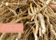 Load image into Gallery viewer, PERMA WHITE CARROTS - Skirret