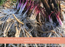 Load image into Gallery viewer, PERMA WHITE CARROTS - Skirret
