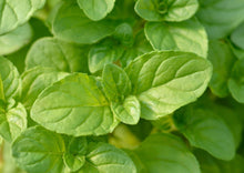 Load image into Gallery viewer, PERMA BASIL - Basil Mint