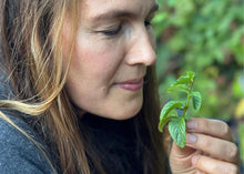Load image into Gallery viewer, PERMA BASIL - Basil Mint