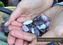 Load image into Gallery viewer, PERMA BEANS - Magic Runner Beans