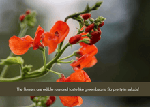 Load image into Gallery viewer, PERMA BEANS - Magic Runner Beans