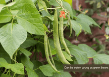 Load image into Gallery viewer, PERMA BEANS - Magic Runner Beans