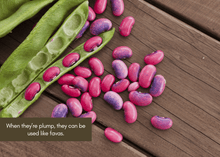 Load image into Gallery viewer, PERMA BEANS - Magic Runner Beans