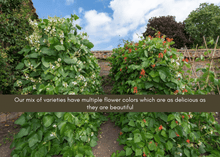 Load image into Gallery viewer, PERMA BEANS - Magic Runner Beans