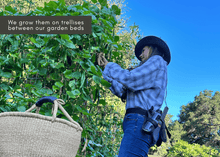 Load image into Gallery viewer, PERMA BEANS - Magic Runner Beans