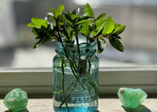 Load image into Gallery viewer, PERMA BASIL - Basil Mint
