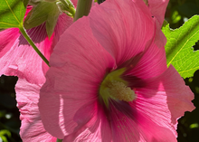 Load image into Gallery viewer, PERMA HOLLYHOCK - Fig Leaf