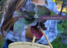 Load image into Gallery viewer, PERMA PURPLE CABBAGE - Purple Leaf Tree Collard