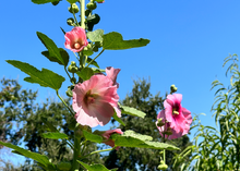 Load image into Gallery viewer, PERMA HOLLYHOCK - Fig Leaf