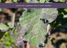 Load image into Gallery viewer, PERMA PURPLE CABBAGE - Purple Leaf Tree Collard