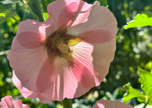 Load image into Gallery viewer, PERMA HOLLYHOCK - Fig Leaf