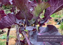 Load image into Gallery viewer, PERMA PURPLE CABBAGE - Purple Leaf Tree Collard