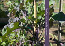 Load image into Gallery viewer, PERMA PURPLE CABBAGE - Purple Leaf Tree Collard