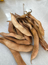 Load image into Gallery viewer, PERMA BEANS - Giant Shinshu Runners