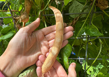 Load image into Gallery viewer, PERMA BEANS - Giant Shinshu Runners