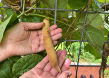 Load image into Gallery viewer, PERMA BEANS - Giant Shinshu Runners