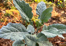 Load image into Gallery viewer, ZONE 8 PERMA STARTER PACK (VEGGIES)
