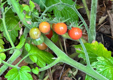 Load image into Gallery viewer, PERMA TOMATO - Red Wild Everglades