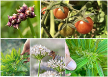 Load image into Gallery viewer, ZONE 4 PERMA STARTER PACK (VEGGIES)
