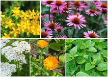 Load image into Gallery viewer, ZONE 5 PERMA STARTER PACK (HERBS)