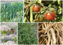 Load image into Gallery viewer, ZONE 7 PERMA STARTER PACK (VEGGIES)