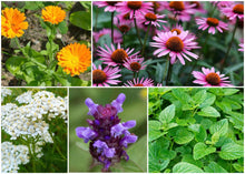 Load image into Gallery viewer, ZONE 6 PERMA STARTER PACK (HERBS)