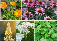 Load image into Gallery viewer, ZONE 7 PERMA STARTER PACK (HERBS)