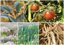 Load image into Gallery viewer, ZONE 8 PERMA STARTER PACK (VEGGIES)