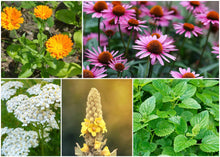 Load image into Gallery viewer, ZONE 9 PERMA STARTER PACK (HERBS)
