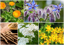 Load image into Gallery viewer, ZONE 10 PERMA STARTER PACK (HERBS)