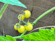 Load image into Gallery viewer, PERMA TOMATO - Golden Wild
