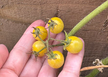 Load image into Gallery viewer, PERMA TOMATO - Golden Wild