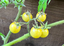 Load image into Gallery viewer, PERMA TOMATO - Golden Wild