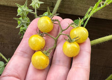Load image into Gallery viewer, PERMA TOMATO - Golden Wild