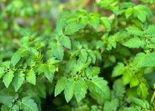Load image into Gallery viewer, PERMA TOMATO - Golden Wild