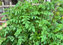 Load image into Gallery viewer, PERMA TOMATO - Golden Wild