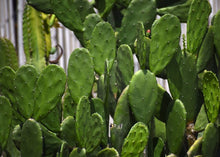 Load image into Gallery viewer, PERMA GREEN PEPPER - Nopales