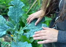 Load image into Gallery viewer, PERMA KALE - Blue Belly