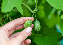 Load image into Gallery viewer, PERMA CUCUMBER - Cucamelon