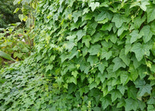 Load image into Gallery viewer, PERMA CUCUMBER - Cucamelon