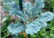 Load image into Gallery viewer, PERMA KALE - Blue Belly