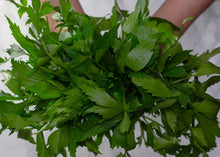 Load image into Gallery viewer, PERMA CELERY - Lovage